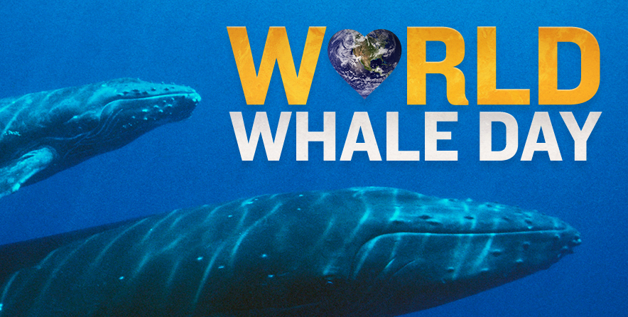 Happy World Whale Day: 02/19/2023