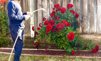 Water-a-Flower Day 2023: 05/30/2023