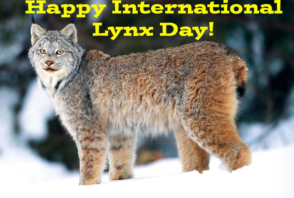 International Lynx Day: 06/11/2023