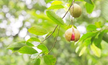 The Nutmeg Revolution: Uncovering its Environmental and Medicinal Magic